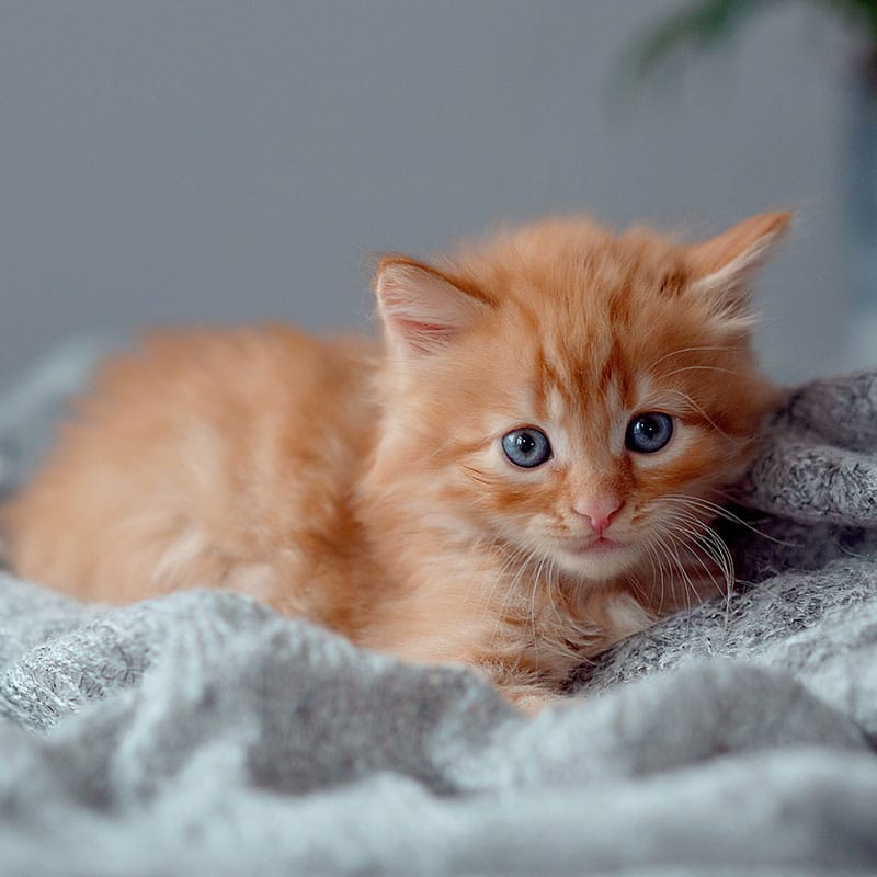 A fluffy orange kitten with blue eyes lies on a soft, light gray blanket, looking toward the camera. The background is out of focus, highlighting the kitten's cute expression—perfect for any Vet or Emergency Vet to adore.