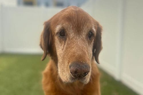 A close-up of an elderly golden retriever with a graying muzzle stands outside on green grass, the white fence blurred in the background—reminding us how important regular veterinarian check-ups are as our pets age.