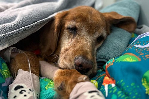 A senior brown dog rests under a gray blanket with its head on a pillow, front paws wrapped in bandages, and surrounded by colorful bedding as an emergency vet administers care, with an IV line visible by its leg.