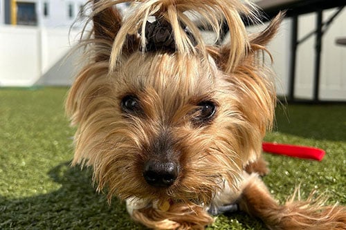 A small Yorkshire Terrier with a fluffy brown coat and a topknot lies on green artificial grass, looking directly at the camera. A red leash is visible on its harness—always keep your veterinarian or Pet ER contact handy for emergencies.