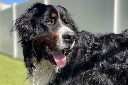 A large, fluffy black and white dog with brown markings stands outside on grass, looking to the side with its tongue out—ready for a fun day or perhaps a visit to the veterinarian. A white fence and blue sky are visible in the background.