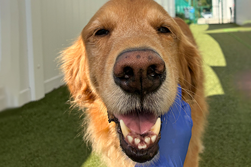 A close-up of a happy golden retriever with its mouth open, being gently held by a person wearing a blue glove. The dog is outdoors on green artificial grass near a white fence.