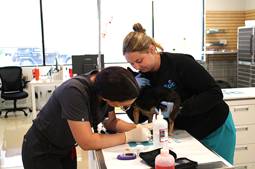 Two veterinary professionals are examining and treating a small dog on a table in a bright, modern clinic. One person holds the dog while the other works with medical supplies, including a bottle and gauze.