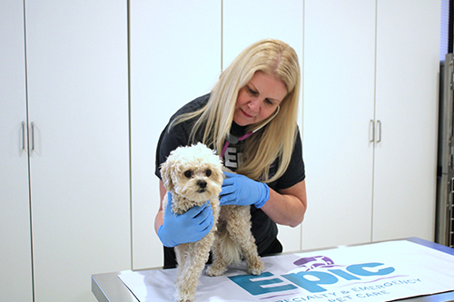 A veterinarian with long blonde hair examines a small fluffy white dog on a table, wearing blue gloves and using a stethoscope in a clinical setting.