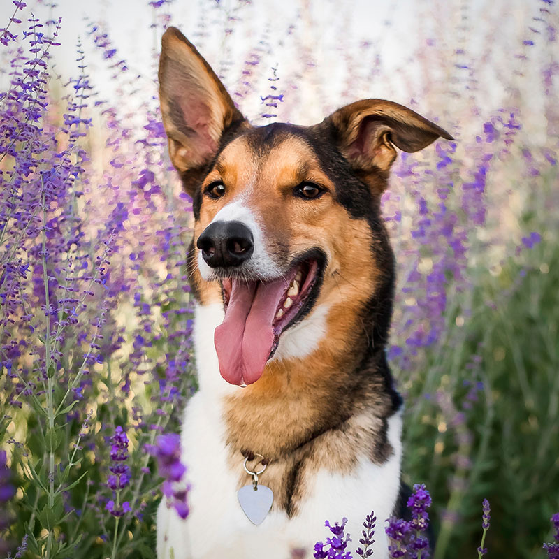 A happy dog with brown and black fur sits among blooming purple flowers. The dog has one ear upright, its mouth open, and tongue out, wearing a collar with a heart-shaped tag.