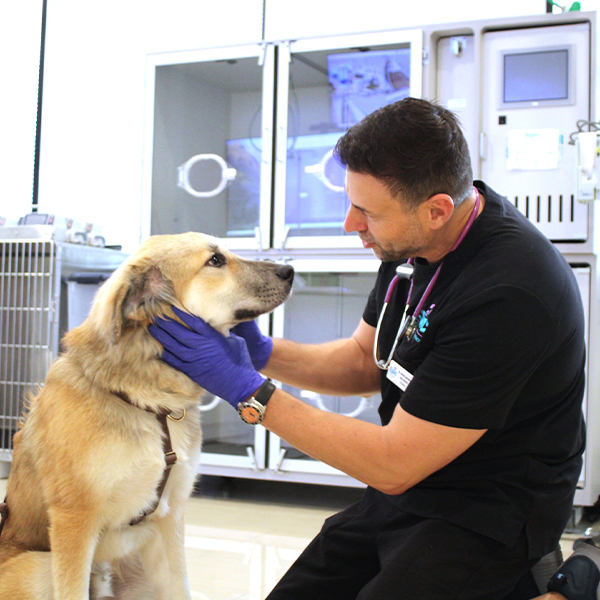 A veterinarian wearing gloves gently examines a large tan dog’s neck in a modern veterinary clinic, with medical equipment and animal enclosures in the background.