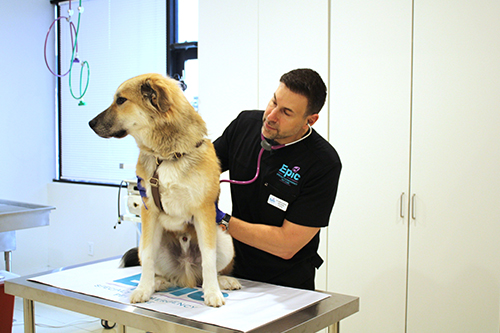 A veterinarian in black scrubs uses a stethoscope to examine a large brown and white dog sitting on an exam table in a bright veterinary clinic.
