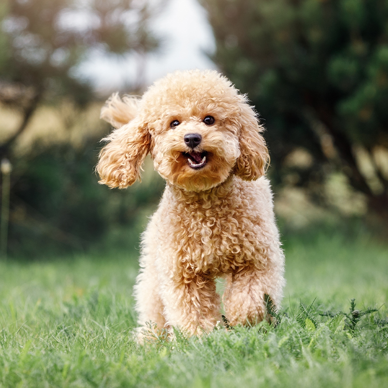 A fluffy, light brown poodle runs on green grass with trees blurred in the background, ears flapping and mouth open in a playful expression.