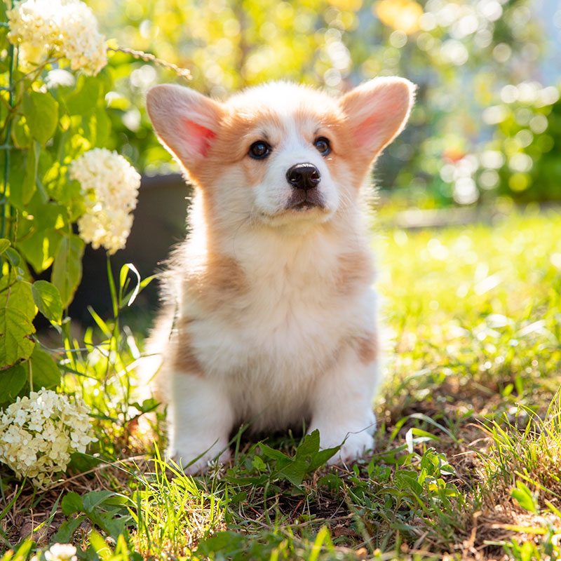 A fluffy corgi puppy with large ears sits on green grass in a sunlit garden, surrounded by blooming white flowers and leafy plants.