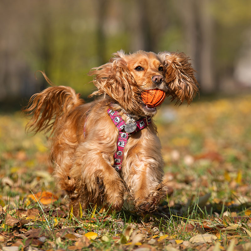A brown, long-haired dog wearing a harness runs outdoors on grass with a ball in its mouth. Fallen leaves cover the ground, and the background is blurred trees.