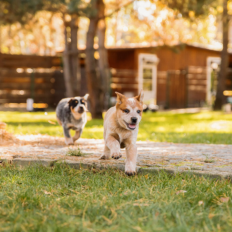 Two playful puppies run across a sunlit grassy yard, with trees and a wooden building in the background. The puppy in front is tan and white, and the one behind is black, white, and gray.