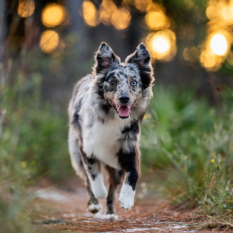 A happy Australian Shepherd dog with blue eyes runs toward the camera on a forest path, with sunlight creating a warm, blurred background.