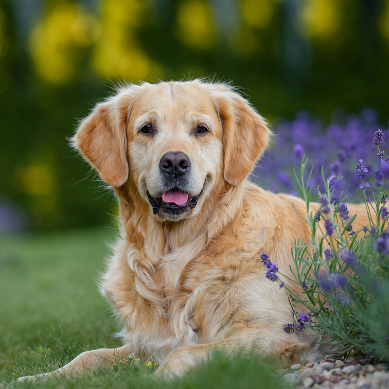 A golden retriever lies on green grass next to purple flowers, looking at the camera with its mouth slightly open and tongue visible. The background is blurred with greenery.