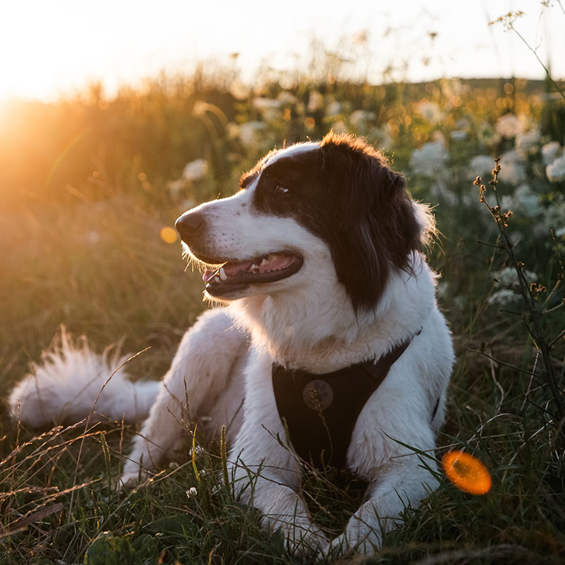 A black and white dog wearing a harness lies in tall grass at sunset, with warm sunlight illuminating its fur and wildflowers in the background.