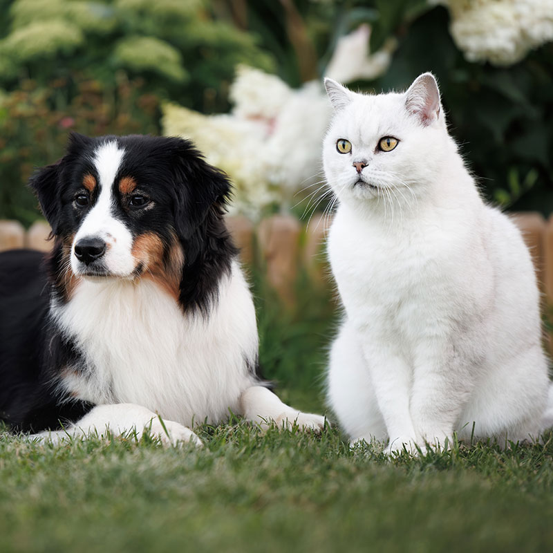 A black, white, and brown dog and a white cat sit side by side on grass in a garden with green plants and white flowers in the background.