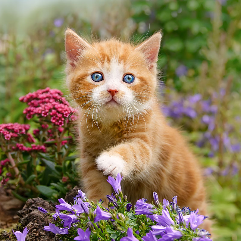 A fluffy orange kitten with blue eyes sits outdoors among purple and pink flowers, reaching out with one paw. The background is filled with greenery and blurred plants.