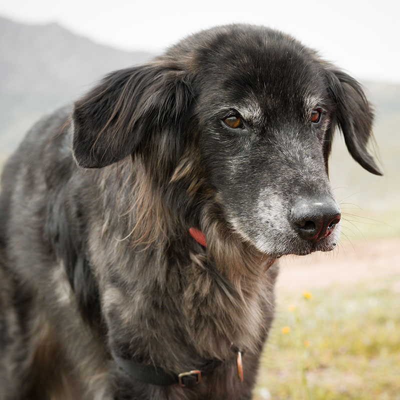 A close-up of an older black and gray dog with a fluffy coat, wearing a red collar, standing outdoors on a cloudy day with blurred mountains and grass in the background.