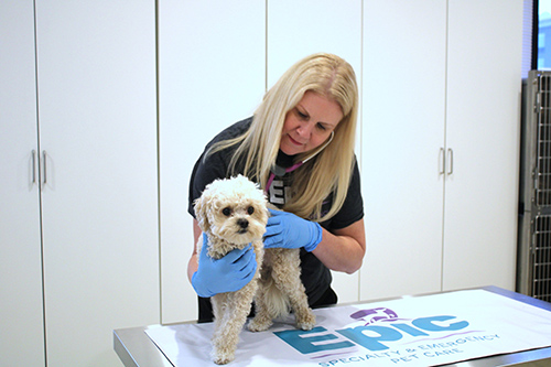 A veterinarian wearing blue gloves examines a small, curly-haired dog on an exam table with an "Epic Specialty & Emergency Pet Care" banner. White cabinets and a metal cage are in the background.