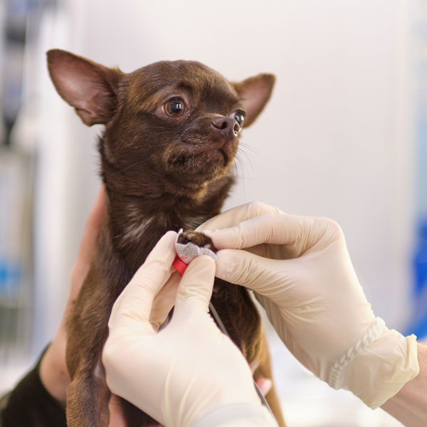 A small brown chihuahua is held gently while a person wearing white gloves trims its front paw nails with a clipper. The dog looks alert but calm in a veterinary setting.