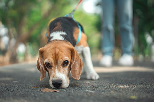 A beagle on a leash sniffs the ground while walking on a paved path, with its owner standing behind it. The background is blurred with green trees.