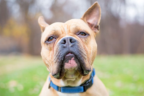 A close-up of a tan dog with a wrinkled face and one ear up, wearing a blue collar, looking directly at the camera outdoors with a blurred background of grass and trees.
