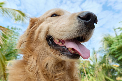 Close-up of a happy golden retriever with its mouth open and tongue out, outdoors with green trees and a blue sky in the background.
