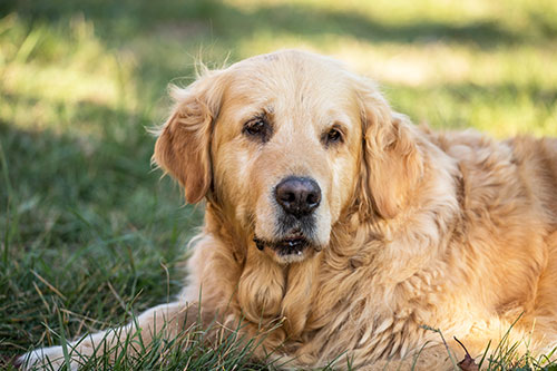 A golden retriever with a thick, wavy coat lies on green grass, looking calmly at the camera with gentle eyes. Sunlight highlights its fur.
