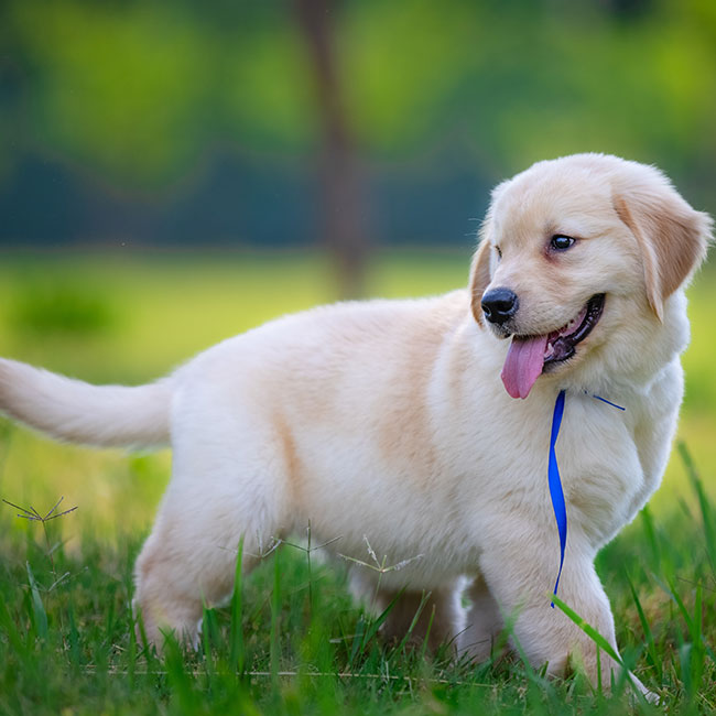 A fluffy golden retriever puppy with a blue ribbon around its neck stands on green grass, looking to the side with its tongue out on a bright, sunny day. The background is blurred with trees and greenery.