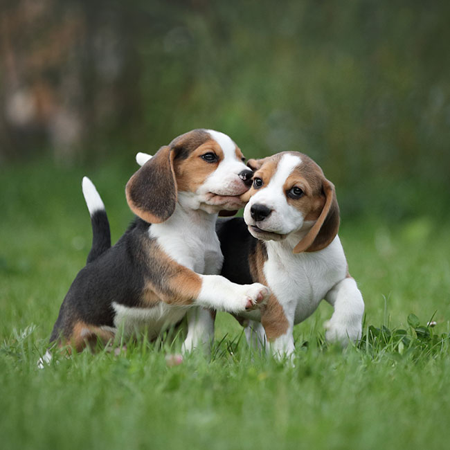 Two playful beagle puppies stand on grass, nuzzling and interacting with each other, with a blurred green background.