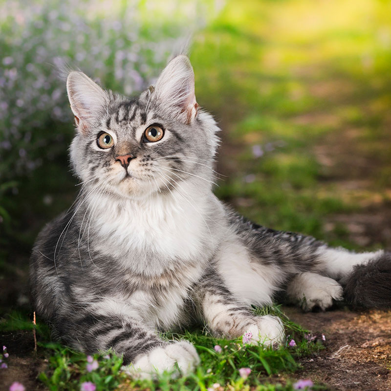 A fluffy gray and white cat with long fur lies on grassy ground, looking alert. Small purple flowers and greenery surround the cat, with sunlight filtering through the background.