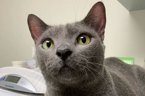 A close-up of a gray cat with wide greenish-yellow eyes, large ears, and a curious expression, lying indoors near a white electronic device.
