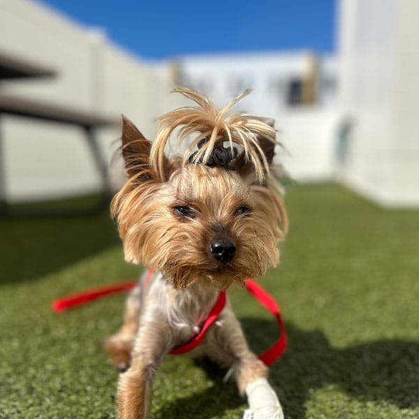 A small dog with light brown fur and a black hair tie sits on green artificial grass, wearing a red harness and leash. The background is blurred, showing a sunny outdoor area with white walls.