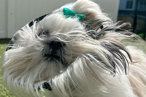 A fluffy dog with a green bow in its hair shakes its head, causing its long fur to fly wildly in every direction while standing outside on a sunny day.