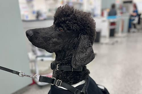 A black poodle wearing a harness and leash sits indoors, possibly in a veterinary clinic or hospital, with a blurred background showing people and medical equipment.
