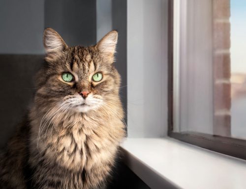 Pet Safety Guide · Summer 2026: Florida Summer Heat – How to Keep Your Pet Safe