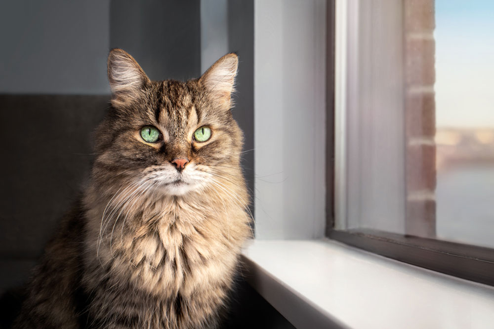 A fluffy brown tabby cat with green eyes sits on a windowsill, looking outside. Sunlight shines through the window, illuminating the cat’s fur and creating a soft, peaceful atmosphere.