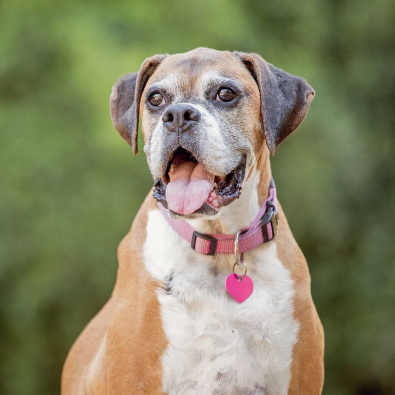 A brown and white dog with a gray muzzle wears a pink collar and heart-shaped tag, sitting outdoors with its mouth open and tongue out against a blurred green background.