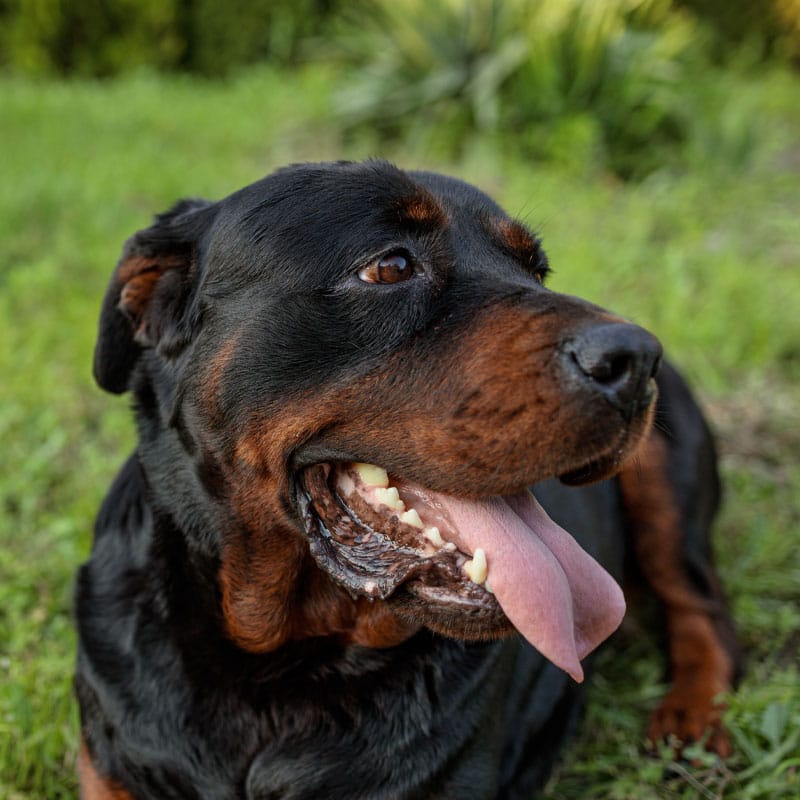 A Rottweiler dog lies on grass, facing right with its mouth open and tongue out. The background is green and slightly blurred.