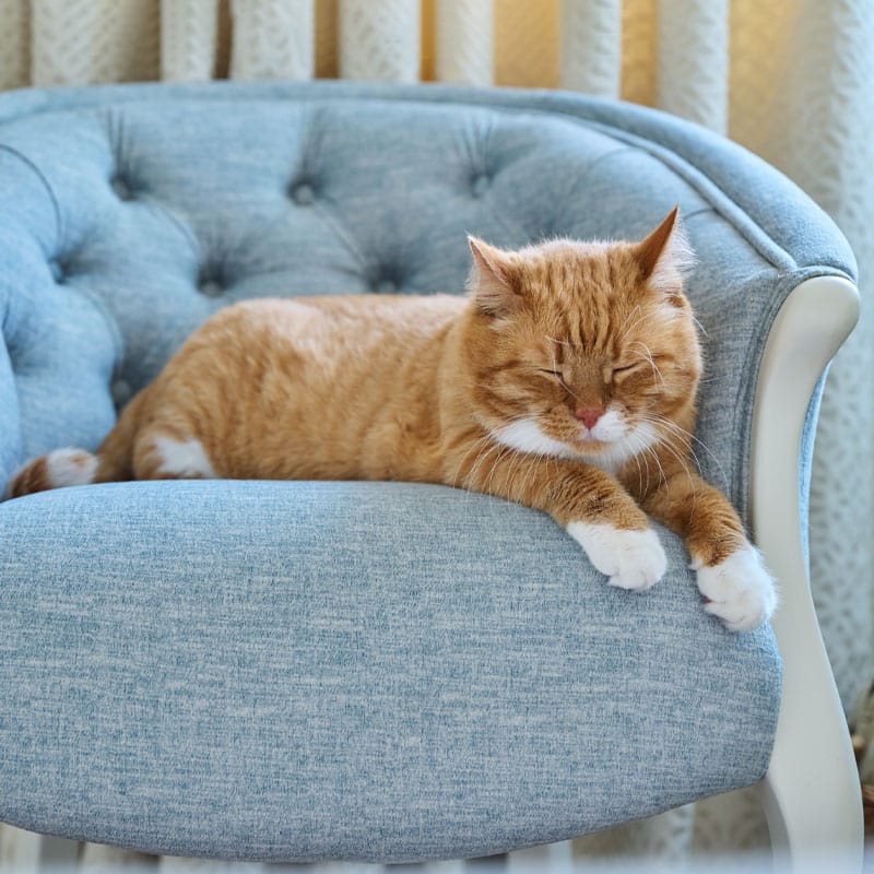 A ginger cat with white paws is sleeping on a light blue, tufted armchair. Light filters through curtains in the background, creating a cozy atmosphere.