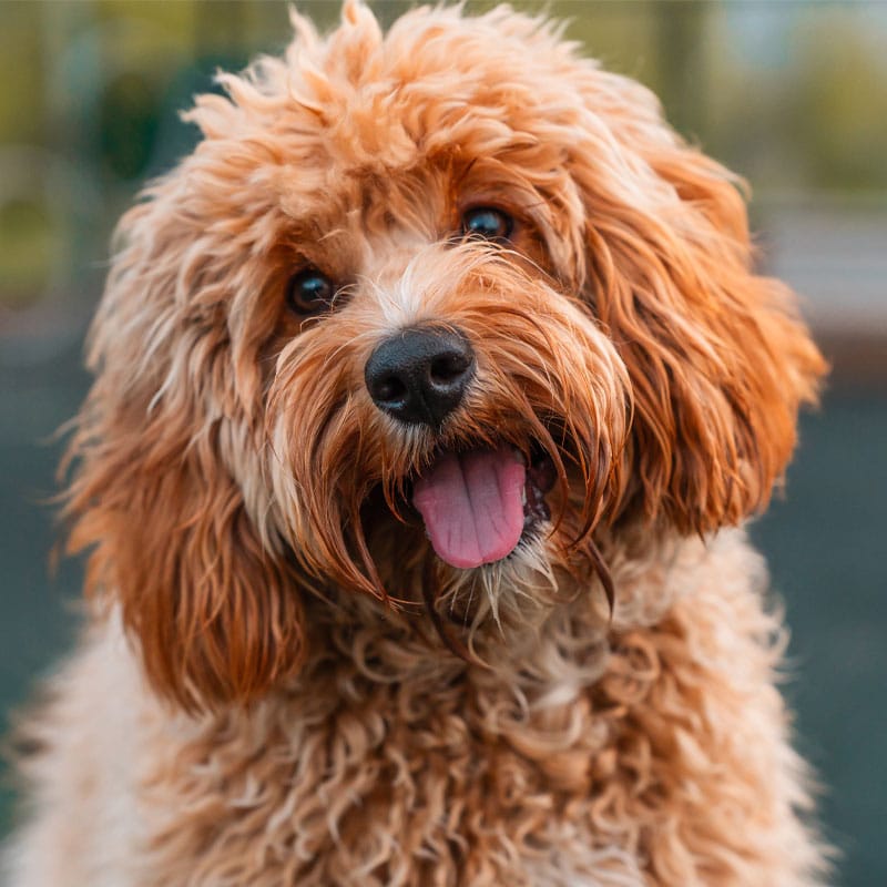 A fluffy, curly-haired brown dog with a slightly open mouth and tongue out looks at the camera with a tilted head, appearing friendly and happy.