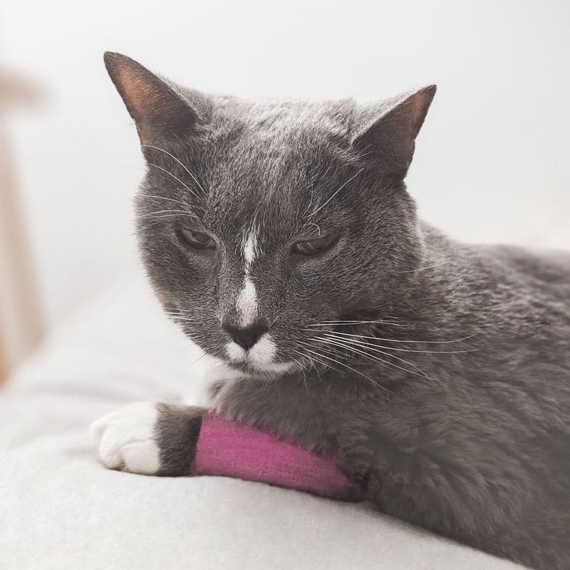 A gray and white cat lies down with a pink bandage on its front leg, looking calm but slightly tired. The background is softly blurred.