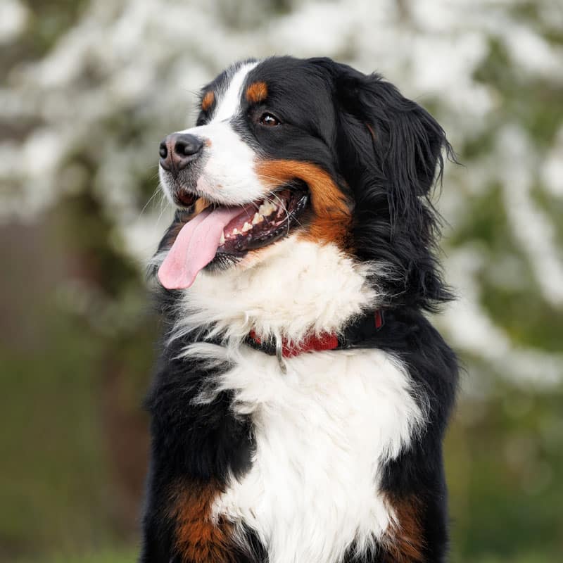 A Bernese Mountain Dog with a fluffy black, white, and brown coat sits outside, panting happily with its tongue out in front of blurred white blossoms.