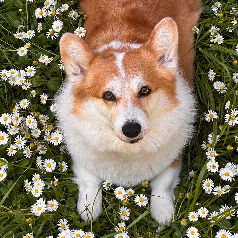 A fluffy brown and white corgi lies in green grass surrounded by many small white daisies, looking up at the camera with a calm expression.